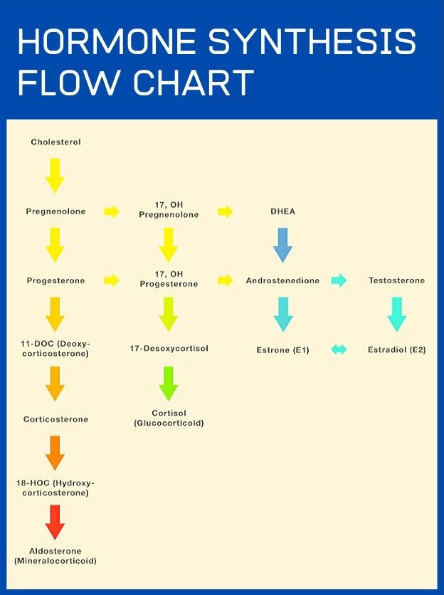 hormone synthesis flow chart